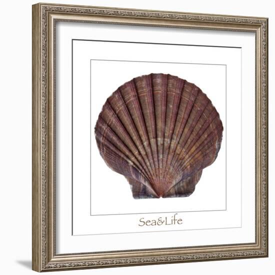 Maritime Still Life with Scallop-Uwe Merkel-Framed Photographic Print