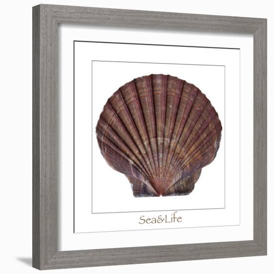 Maritime Still Life with Scallop-Uwe Merkel-Framed Photographic Print