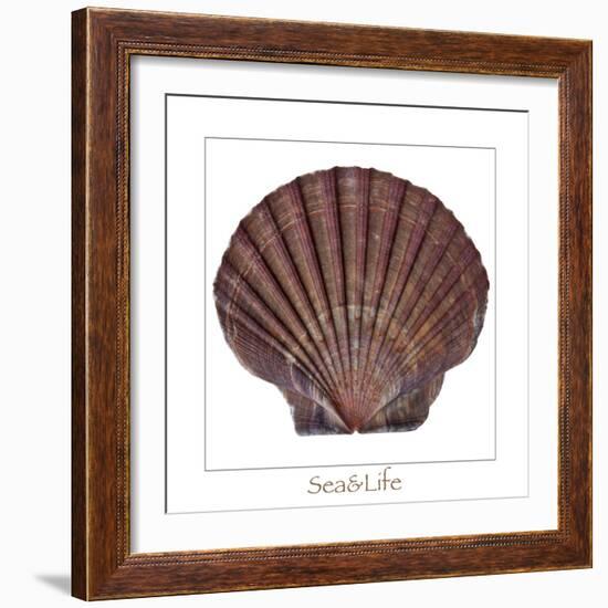 Maritime Still Life with Scallop-Uwe Merkel-Framed Photographic Print