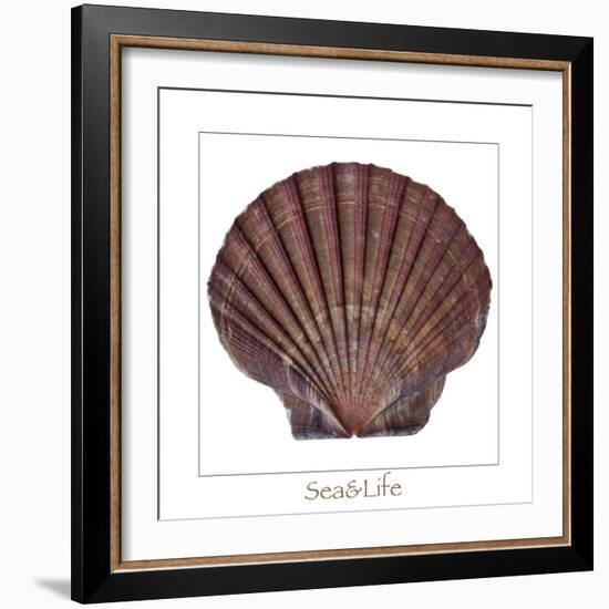 Maritime Still Life with Scallop-Uwe Merkel-Framed Photographic Print