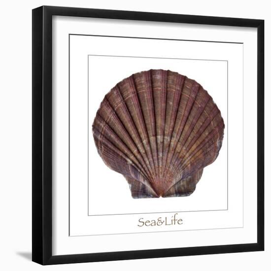 Maritime Still Life with Scallop-Uwe Merkel-Framed Photographic Print