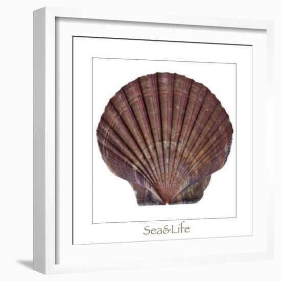 Maritime Still Life with Scallop-Uwe Merkel-Framed Photographic Print