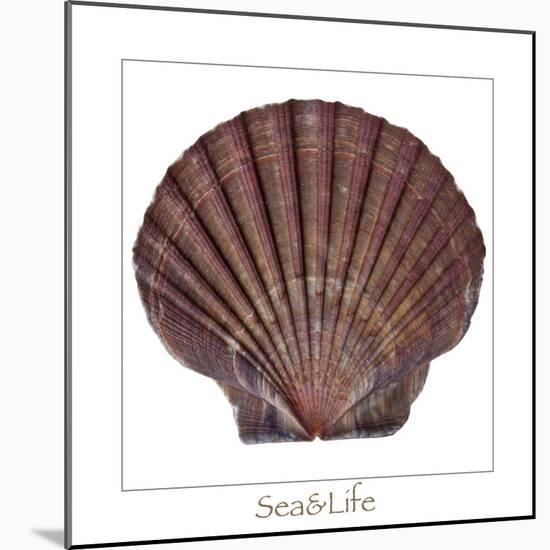 Maritime Still Life with Scallop-Uwe Merkel-Mounted Photographic Print