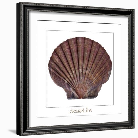 Maritime Still Life with Scallop-Uwe Merkel-Framed Photographic Print