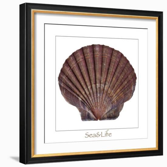 Maritime Still Life with Scallop-Uwe Merkel-Framed Photographic Print