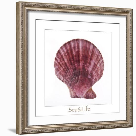 Maritime Still Life with Scallop-Uwe Merkel-Framed Photographic Print