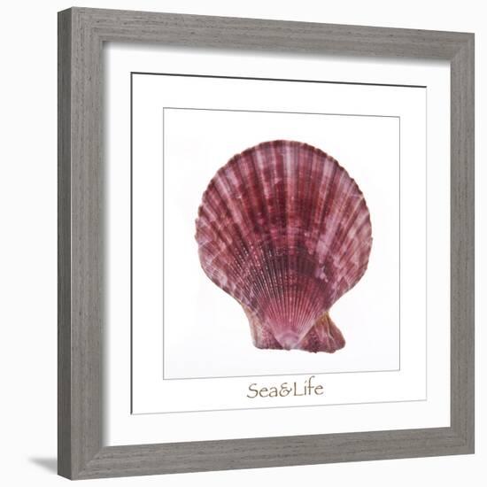 Maritime Still Life with Scallop-Uwe Merkel-Framed Photographic Print