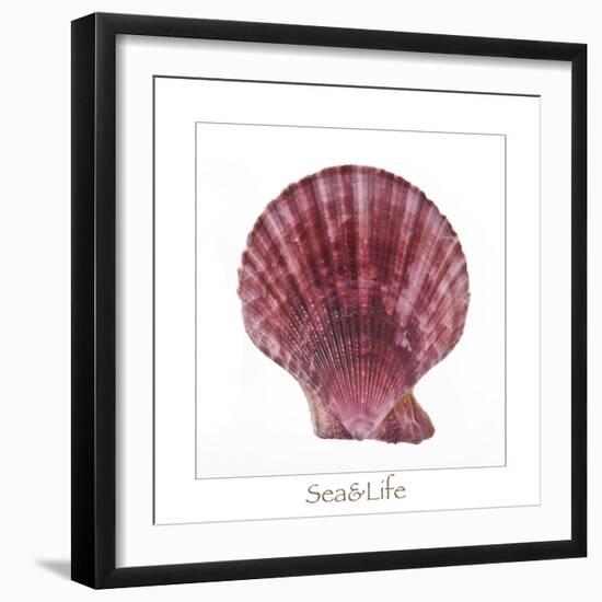 Maritime Still Life with Scallop-Uwe Merkel-Framed Photographic Print