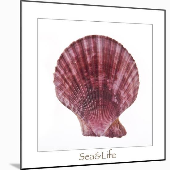 Maritime Still Life with Scallop-Uwe Merkel-Mounted Photographic Print