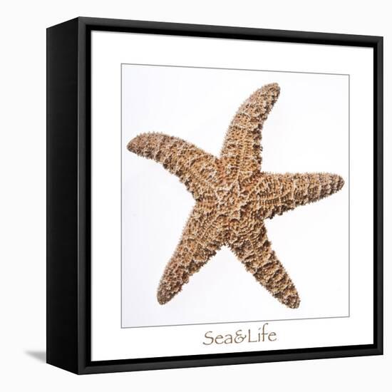 Maritime Still Life with Starfish-Uwe Merkel-Framed Premier Image Canvas