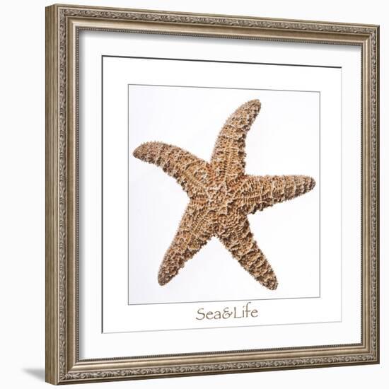 Maritime Still Life with Starfish-Uwe Merkel-Framed Photographic Print