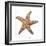 Maritime Still Life with Starfish-Uwe Merkel-Framed Photographic Print