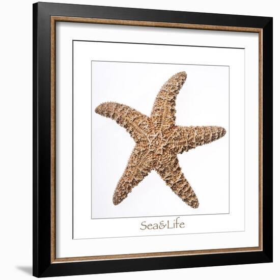 Maritime Still Life with Starfish-Uwe Merkel-Framed Photographic Print