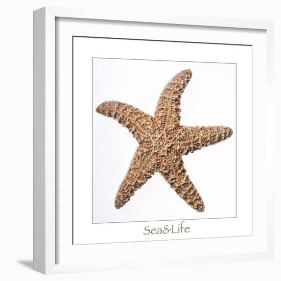 Maritime Still Life with Starfish-Uwe Merkel-Framed Photographic Print