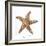 Maritime Still Life with Starfish-Uwe Merkel-Framed Photographic Print