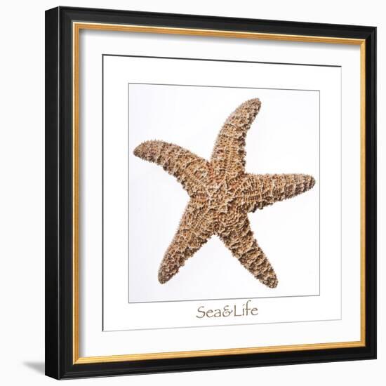 Maritime Still Life with Starfish-Uwe Merkel-Framed Photographic Print