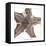 Maritime Still Life with Starfishes-Uwe Merkel-Framed Premier Image Canvas