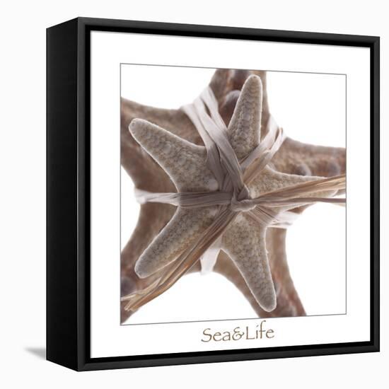 Maritime Still Life with Starfishes-Uwe Merkel-Framed Premier Image Canvas