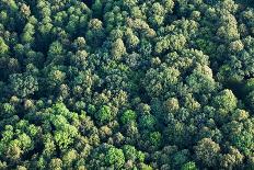 Aerial View of the Tree Plantation in Poland-Mariusz Szczygiel-Photographic Print