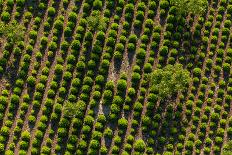 Aerial View of Harvest Fields in Poland-Mariusz Szczygiel-Photographic Print