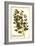 Marjoram antique-The Saturday Evening Post-Framed Giclee Print
