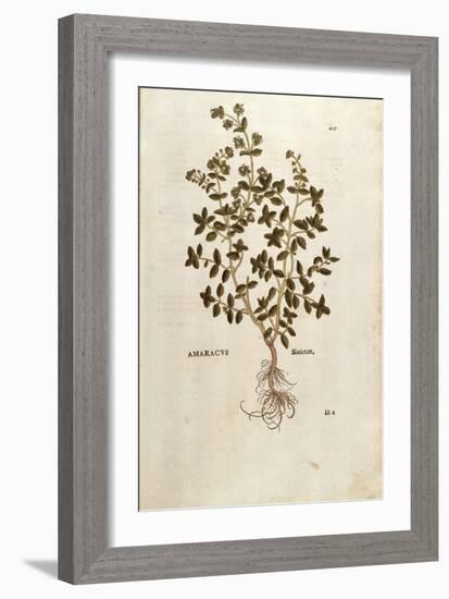 Marjoram - Origanum Majorana (Amaracus) by Leonhart Fuchs from De Historia Stirpium Commentarii Ins-null-Framed Giclee Print