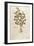 Marjoram - Origanum Majorana (Amaracus) by Leonhart Fuchs from De Historia Stirpium Commentarii Ins-null-Framed Giclee Print