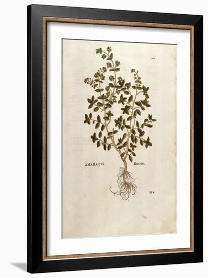 Marjoram - Origanum Majorana (Amaracus) by Leonhart Fuchs from De Historia Stirpium Commentarii Ins-null-Framed Giclee Print