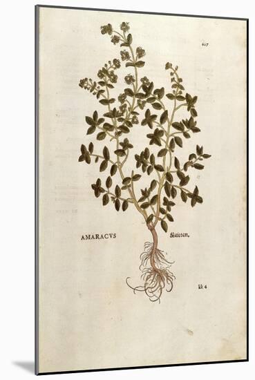 Marjoram - Origanum Majorana (Amaracus) by Leonhart Fuchs from De Historia Stirpium Commentarii Ins-null-Mounted Giclee Print