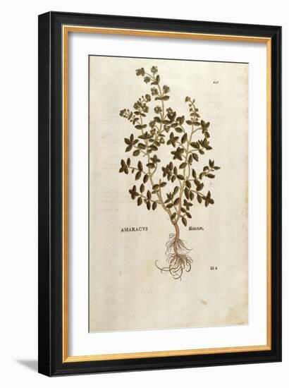 Marjoram - Origanum Majorana (Amaracus) by Leonhart Fuchs from De Historia Stirpium Commentarii Ins-null-Framed Giclee Print