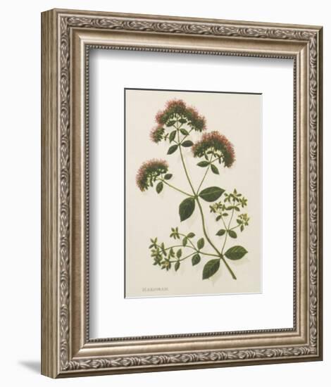 Marjoram-John Miller-Framed Premium Giclee Print