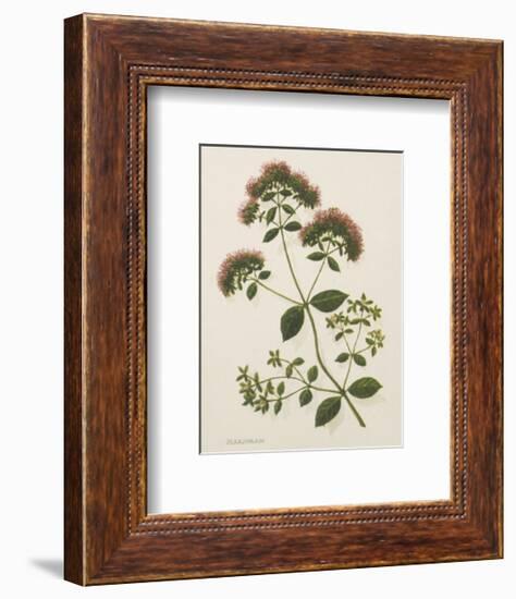 Marjoram-John Miller-Framed Premium Giclee Print