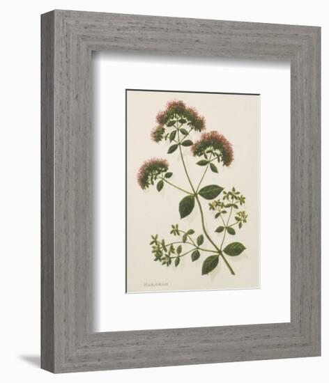 Marjoram-John Miller-Framed Premium Giclee Print