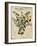 Marjoram-Kate Ward Thacker-Framed Giclee Print