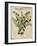 Marjoram-Kate Ward Thacker-Framed Giclee Print