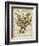 Marjoram-Kate Ward Thacker-Framed Giclee Print