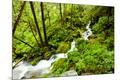 Photographic Print