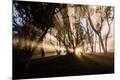 Photographic Print
