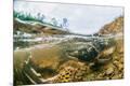 Photographic Print