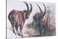 Stretched Canvas Print