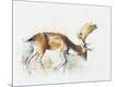 Giclee Print