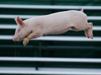 Beauty a 20-Week-Old Pig Flies Through the Air-Mark Baker-Photographic Print