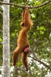 Red Howler Monkey (Alouatta Seniculus) Hanging by Prehensile Tail-Mark Bowler-Framed Photographic Print