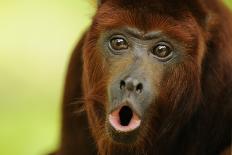 Peruvian Red Uakari Monkey (Cacajao Calvus Ucayalii) Hanging By Feet-Mark Bowler-Photographic Print