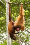 Peruvian Red Uakari Monkey (Cacajao Calvus Ucayalii) Hanging By Feet-Mark Bowler-Photographic Print