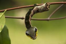 Sphinx hawk moth caterpillar, snake mimic, Rio Napo, Peru-Mark Bowler-Photographic Print