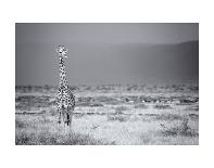 Fuzzball-Mark Bridger-Art Print