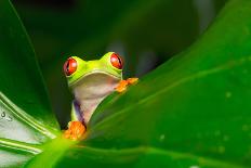 Fuzzball-Mark Bridger-Art Print