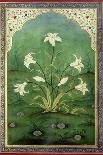 White Lilies-Mark Briscoe-Giclee Print