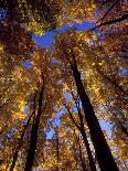 Blue Sky Through Sugar Maple Trees in Autumn Colors, Upper Peninsula, Michigan, USA-Mark Carlson-Photographic Print